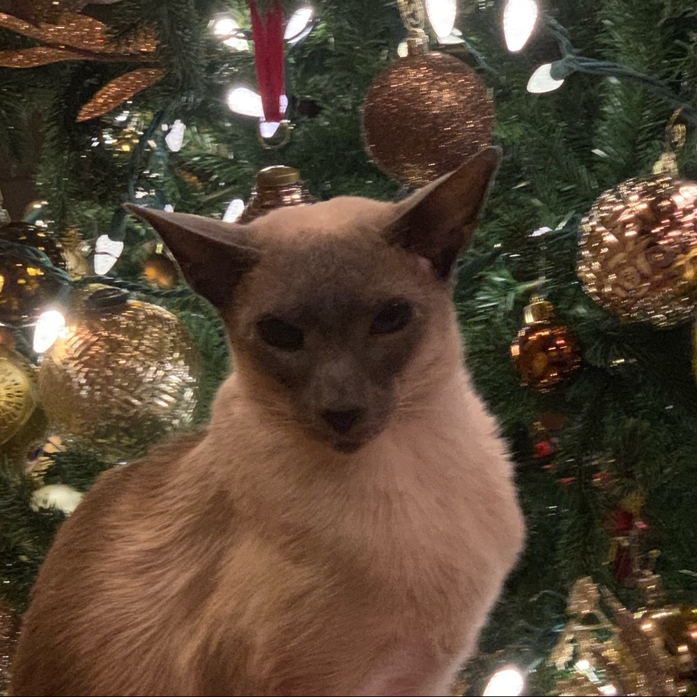 Meet your Posher, Michelle